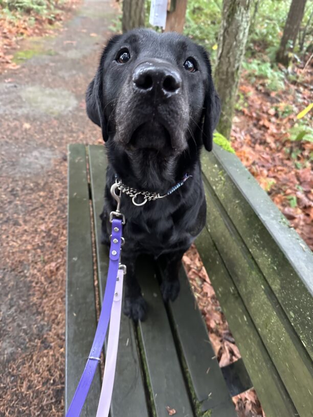 Autumn sits on a bench at the side of a walking trail. Her beautiful brown eyes are looking just past the camera.