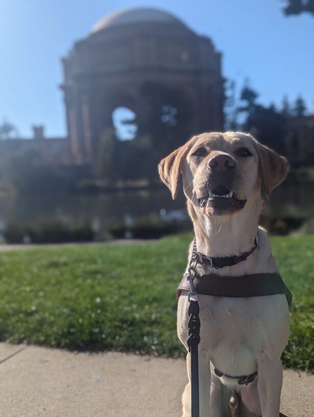 Finnegan sits in harness on a walking path, with a smile on his face showing off his bottom teeth as he looks past the camera. A grass lawn and Palace of Fine Arts can be seen blurry in the background.