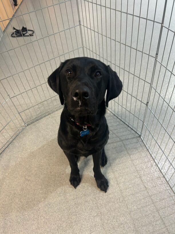 Black lab Frontier staring up at the camera in an x-pen waiting for his turn to train.