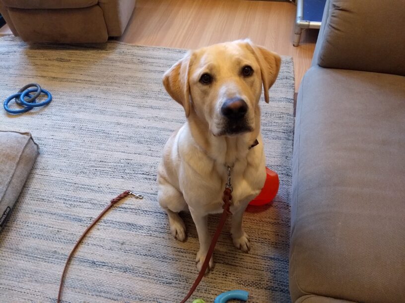 Yellow Lab Gregory is sitting in a living room in front of a brown couch. There are red and blue toys and a brown dog bed in the background.