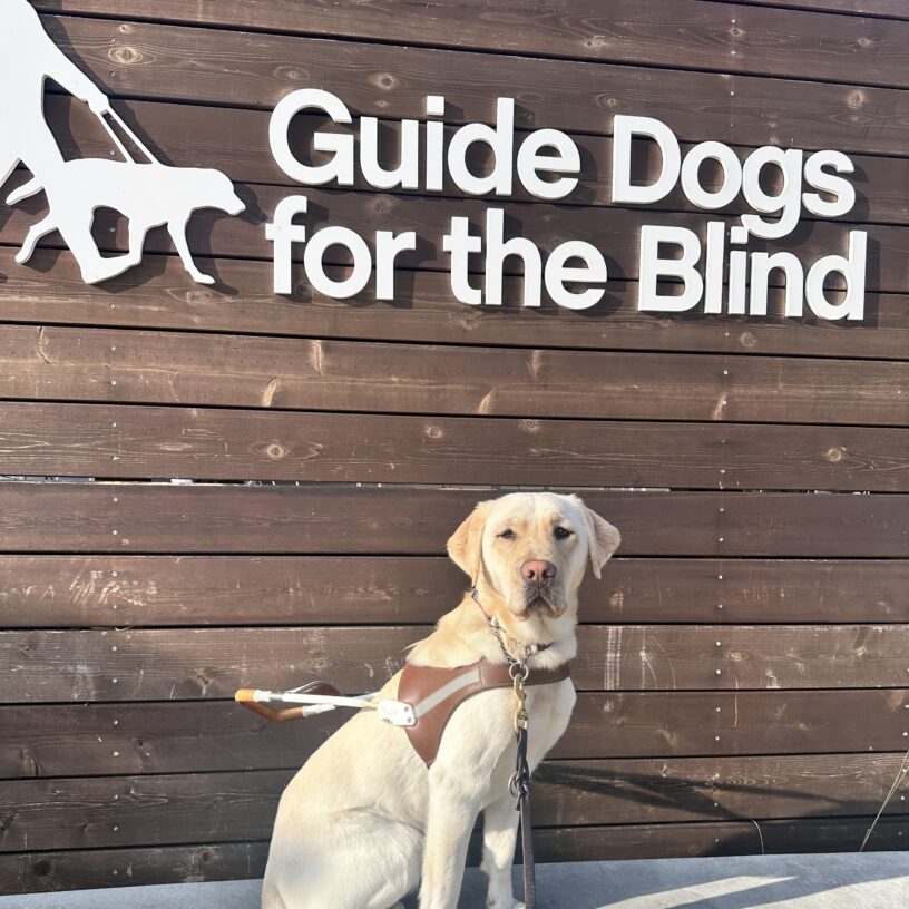 Prosecco sits on a low wall in front of a sign with Guide Dogs’ logo. She is looking straight at the camera.