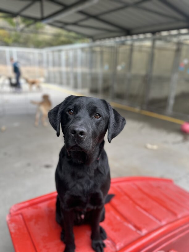 Geyser is sitting on a red play structure, looking at the camera.