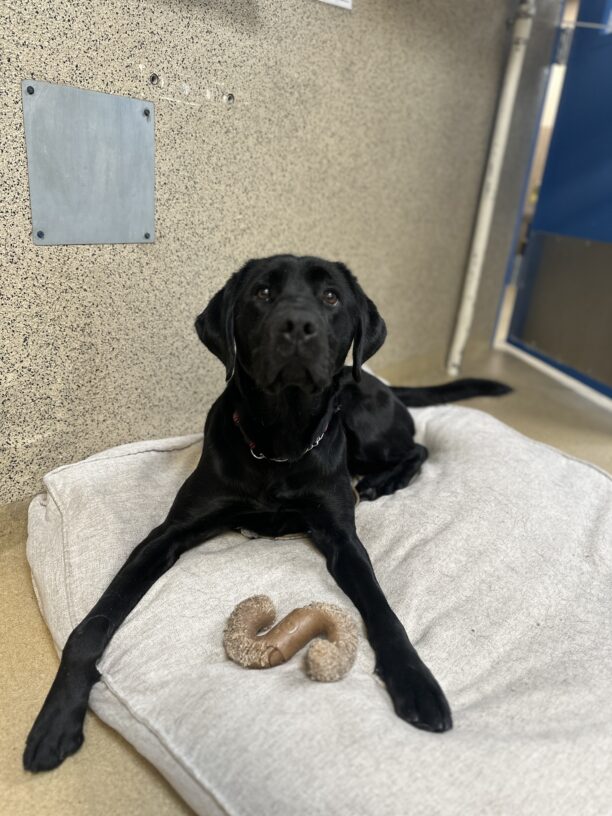 Geyser lying on a grey dog bed with a bone between his legs, looking at the camera