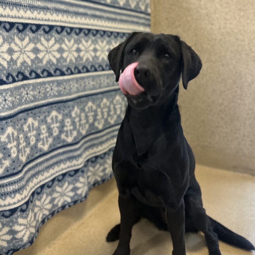 Maizie licking her nose with a blue backdrop with white anchor patterns.