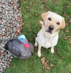 Janessa sits on the grass looking up into the camera. Next to her is a decorative statue of a turkey.