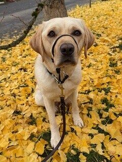 Janessa sits amidst the bright yellow fall leaves.