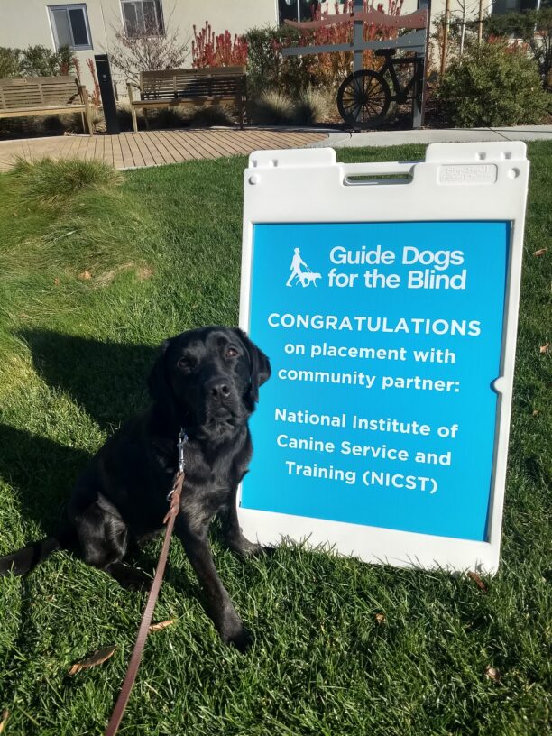Black lab Jungle is sitting on grass next to a blue sign that welcomes her into the NICST program.