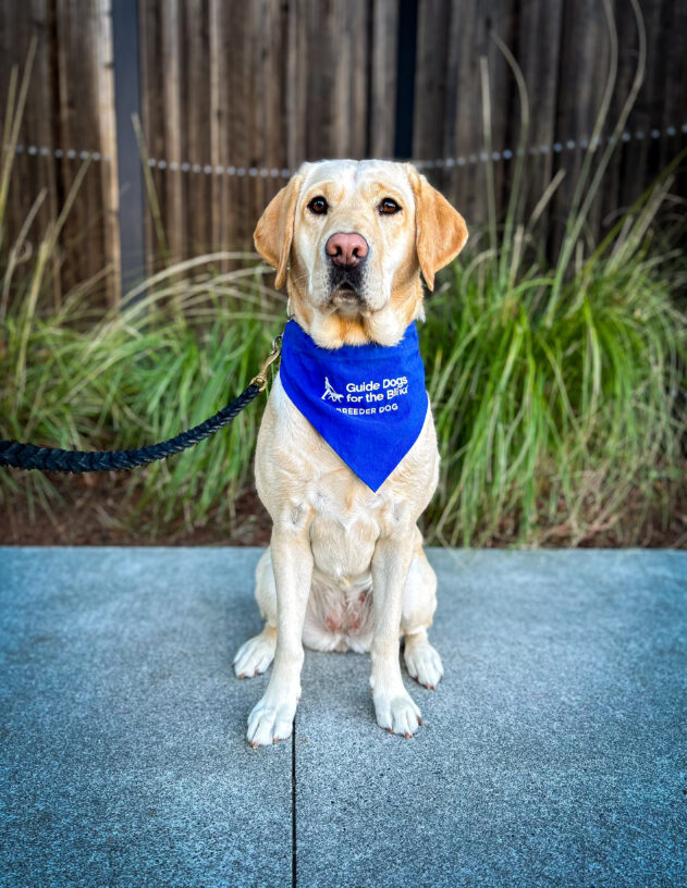Yellow lab Mariposa sits on the sidewalk in front of a wooden fence and green plants. She is looking at the camera and wearing a blue breeder scarf.