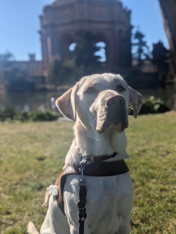 Pimlico sits in harness on a lawn of grass with a serious look on his face. The sun shines on his face and reflects off of his white coat. The Palace of Fine Arts can be seen blurry in the background.