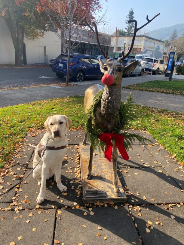 Redwood sits in harness next to a bronze statue of a deer which has a festive wreath around its neck and a red nose: a la