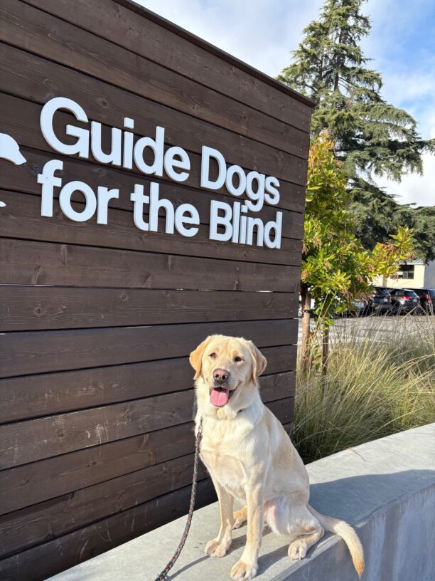 Reveille sits on the cement wall in front of the wooden GDB sign on campus