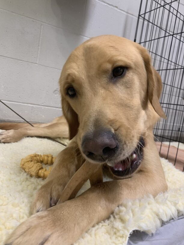 Male yellow lab/golden cross