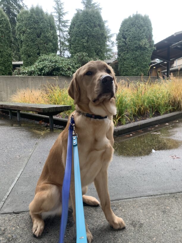Male yellow lab/golden cross