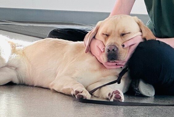 Vicki asleep next to her handler who is sitting on the floor. Her head is resting in her handlers hands