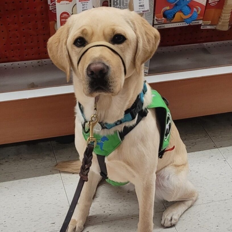 Vicki sitting attentively in front of a rack of dog toys in a store