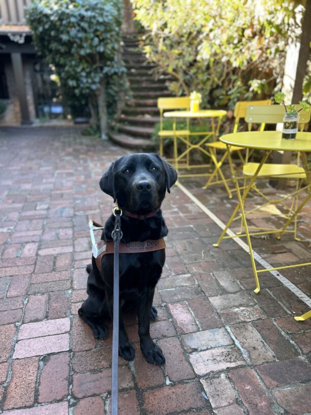 Pecan sits in harness next to yellow cafe tables in an outdoor brick patio. She is looking at the camera with a serious expression and there are bushes in the background.