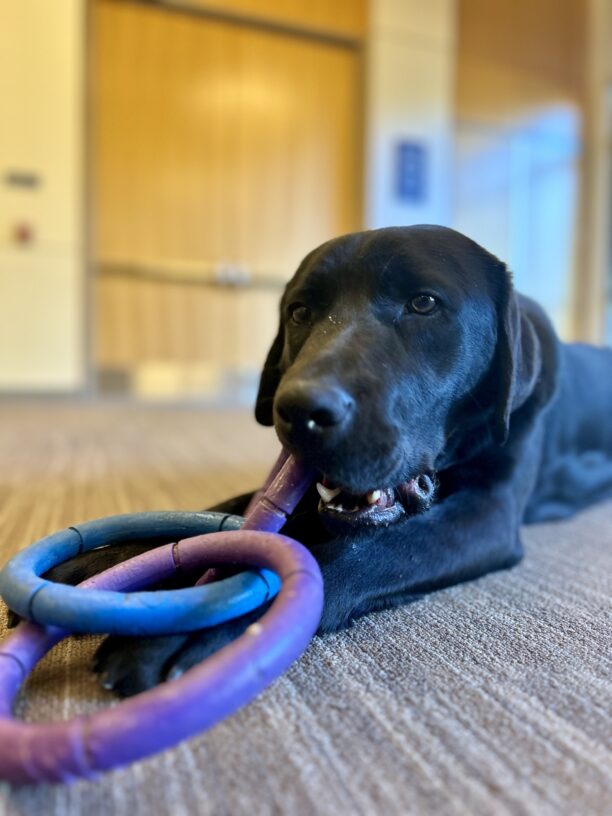 Close up photo of Pecan lying on the carpet in a large room. She has a set of blue and purple rubber rings on top of her front paws and one of the rings is in her mouth.