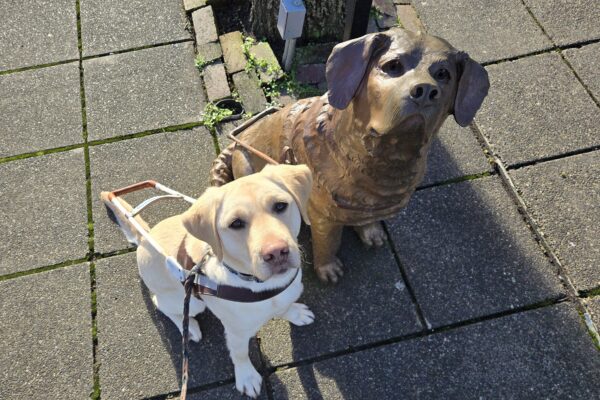 Santana is in Downtown Gresham. She’s wearing her harness and sitting next to the famed “Driscoll” statue.
