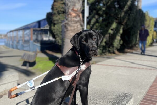 Pacidy poses in her harness as she sits on a small concrete bench. Baby blue skies, palm trees, and a building are in the background.