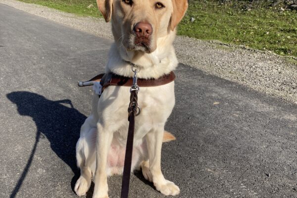 Tangerine is sitting and wearing a harness. She is on a paved exercise path with gravel and green grass visible behind her. The sun is casting a shadow behind and to the left side of the photo.