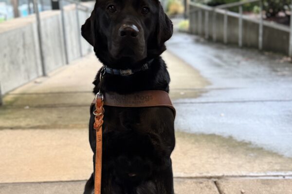Arav sits on a sidewalk on campus looking straight at the camera. He is in harness.