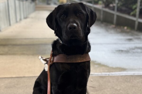 Tofino sits in harness looking at the camera. He is sitting on a sidewalk on campus.