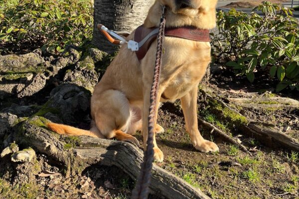 Yellow Labrador male, Duvall is pictured in harness sitting in front of a tree trunk with low bushes in the near background and some white buildings with red roofs in the far background. In the foreground are some raised and twisted roots that are partially covered in moss.