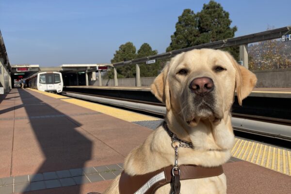 Parker sits in harness on a Bart platform.