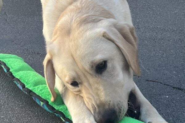 Wally is pictured in a bow position while chewing on a stuffed snake toy.