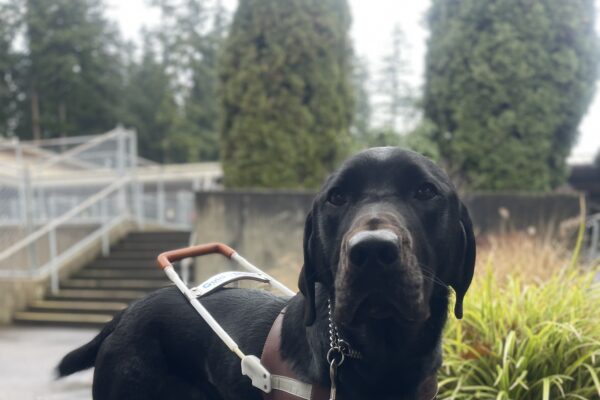 Zabo, a male black Labrador, stands in harness in front of a wooden bench and greenery. He is wagging his tail looking at the camera.