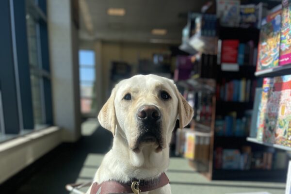 Wilshire, a male yellow Labrador, sits in harness with his teal booties on the back, in Barnes and Noble. He sits in front of a window which lights up his lovely yellow coat.