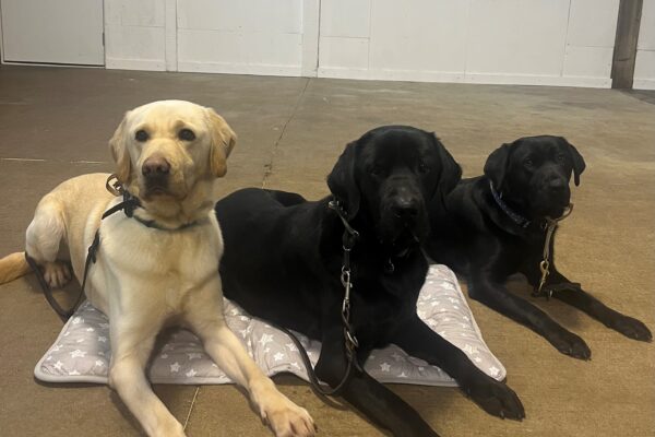 Yellow Cross Champion posing with two black Lab friends in the PAVE training room