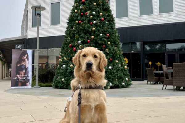 Charmaine is pictured sitting in harness in front of a very large christmas tree, located at an outdoor mall.