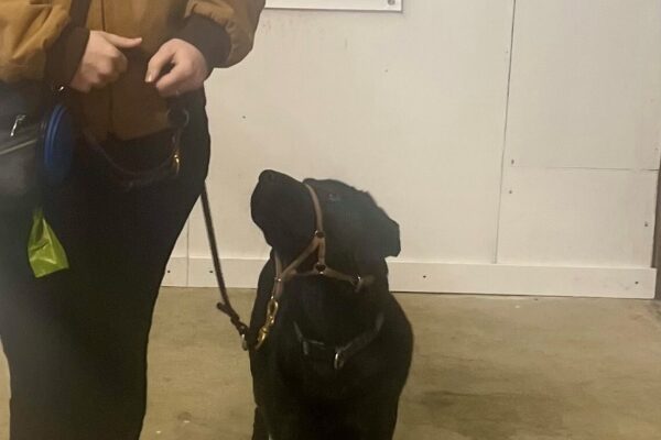 Black Lab Cinder looking up at her handler during a training session