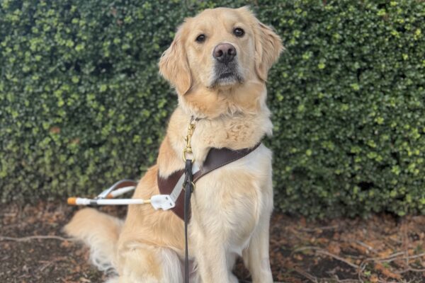 Female coated cross Deedee sits in front of a green shrub wearing her harness. She is looking into the camera seriously.