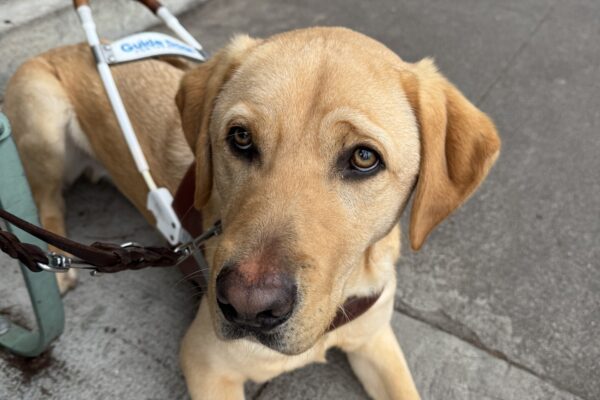 Dexter is lying down in harness on cement. He is settling nicely next to his handler.