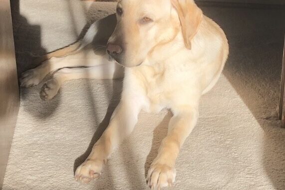 Donovan lays on the carpet in a patch of sunshine at his foster care home.