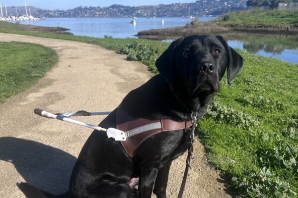 Gadget is wearing her harness and is looking up at the camera with a focused expression on her face. In the background is a winding path and the San Francisco Bay.