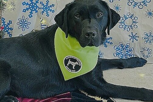 Black lab Gina laying in front of a snoflake themed backdrop. She's wearing a green bandana with the DBL logo on it.