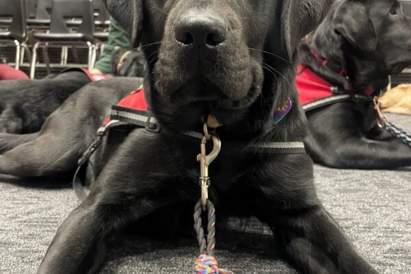Black Lab Gondola laying on the floor of the training room, looking attentively at the camera