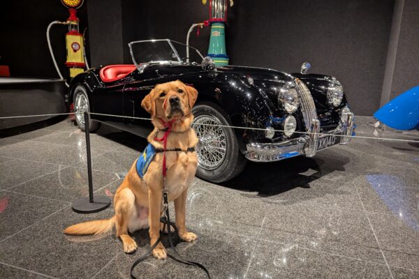 Yellow Lab Hastings is wearing his blue vest while sitting  in front of a Jaguar car at a museum.