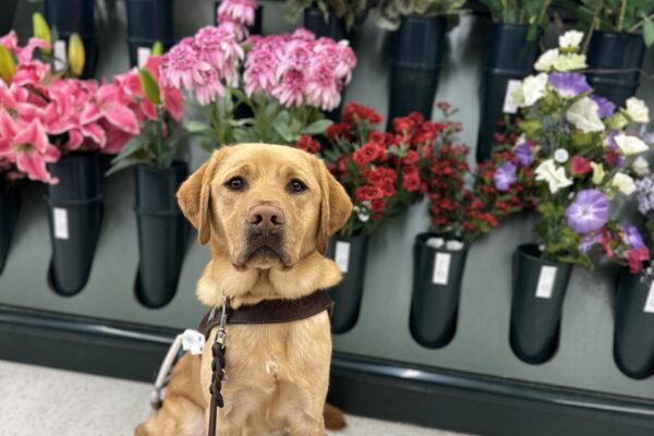 A male yellow lab named Hawk sits in front of an array of pink to red artificial flowers. He is wearing his guide dog harness and is looking towards the camera.