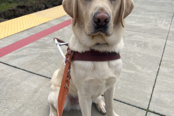 Higgins is sitting on a train platform in his guide dog harness. He is looking into the camera.