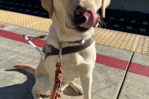 Fuchsia is sitting on a train platform in her guide dog harness. She is looking into her harness as she licks her nose.