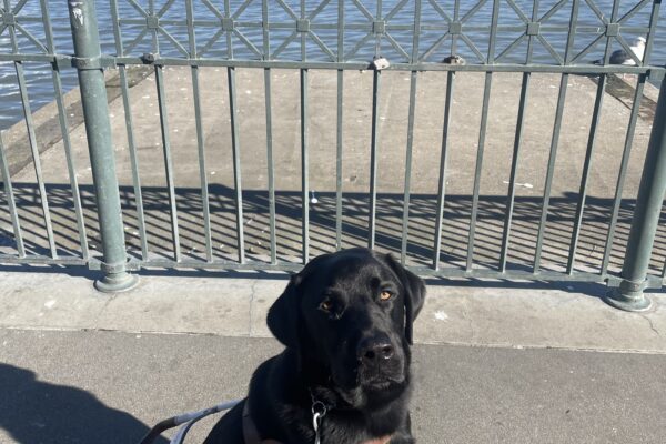 Davey sits in harness on a sidewalk and is gazing handsomely at the camera. The San Francisco Bay and Bay bridge can be seen in the background.