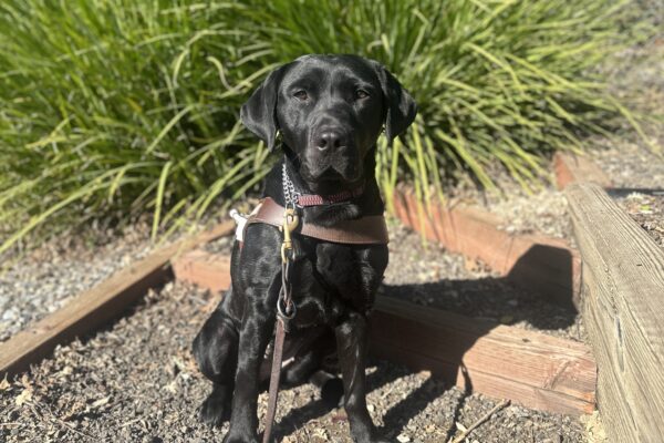 Helena is in harness sitting on dirt steps with green bushes in the background.