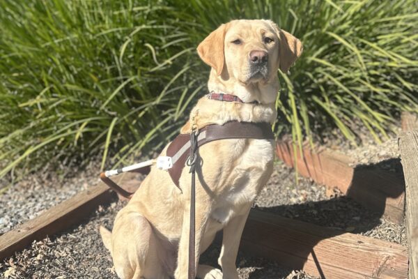 Kumi is in harness sitting on dirt steps with green bushes in the background.