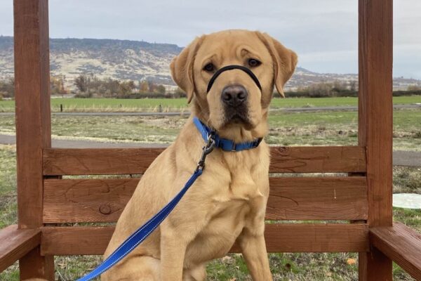 Yellow Lab Jacob on a wooden bench with hills and nature behind him