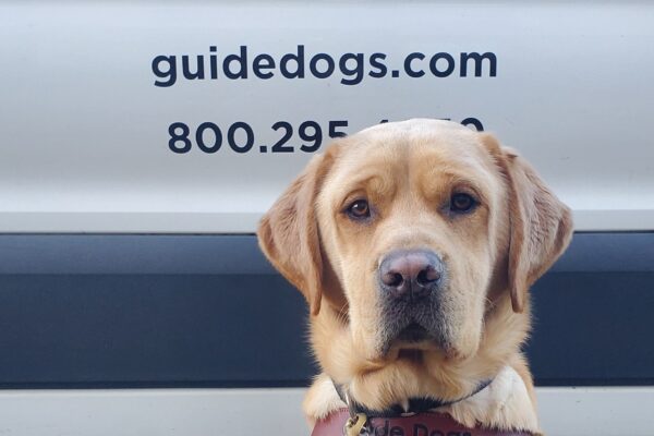 Grady, yellow lab, sits squarely in his harness in front of the training van. He is looking directly at the camera, and behind him you can see the Guide Dogs for the Blind logo on a white vehicle.