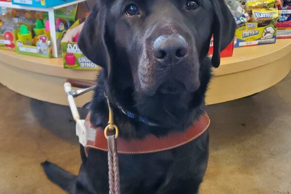 Ketra, black labrador, sits on leash and in her harness in a Candy store. She is looking directly at the camera and behind her are shelves of colorful candy.